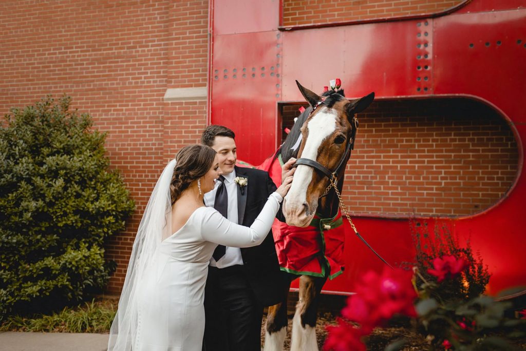 Bride and Groom petting clydesdale horse at Anheuser Busch Brewery