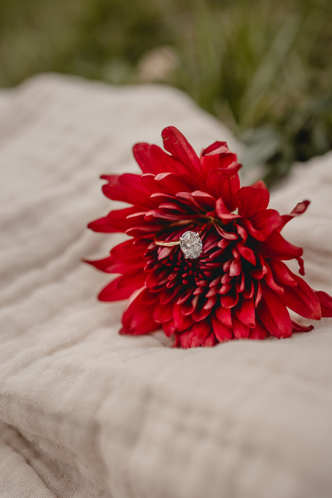a gold oval engagement ring sits nestled in a bride red flower on top of a taupe picnic blanket