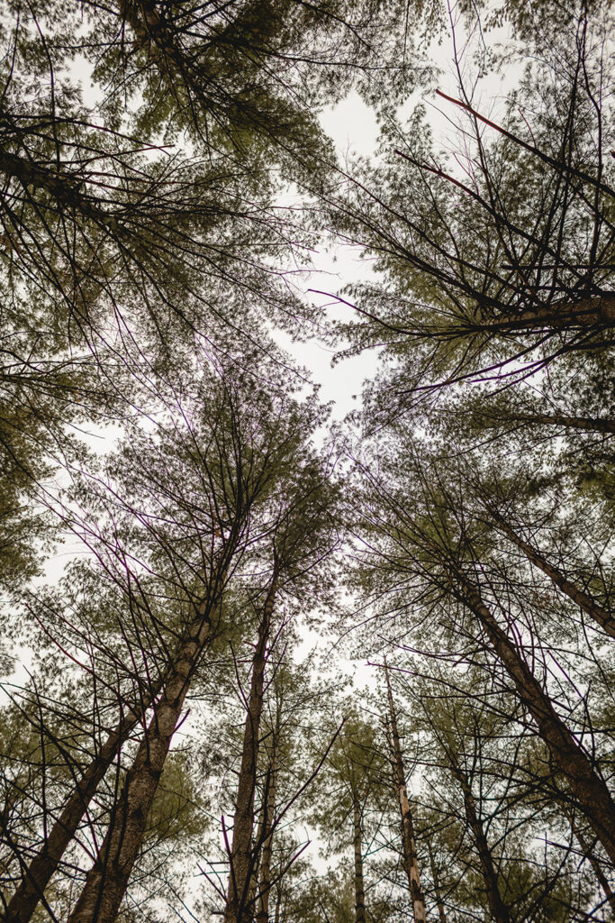 view looking up towards a cieling of pine tree leaves and branches