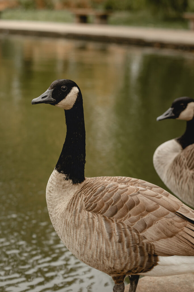 close up of a goose profile perched in front of water